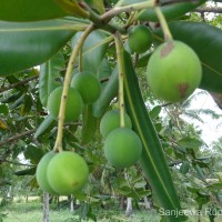 Calophyllum inophyllum L.